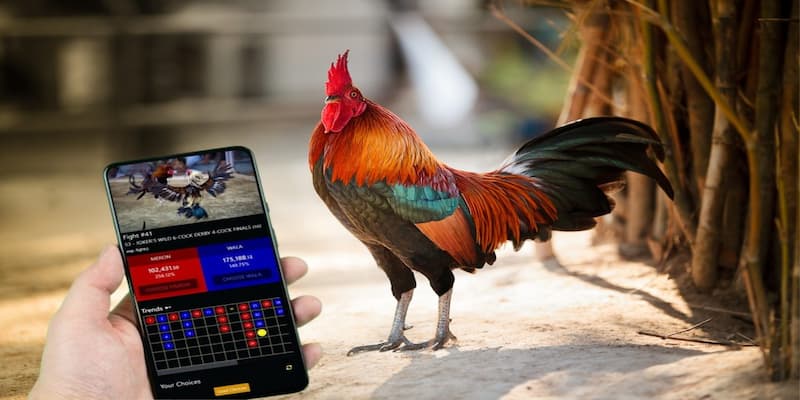 Luật chơi và cách tham gia cá cược đá gà là gì tại Manclub