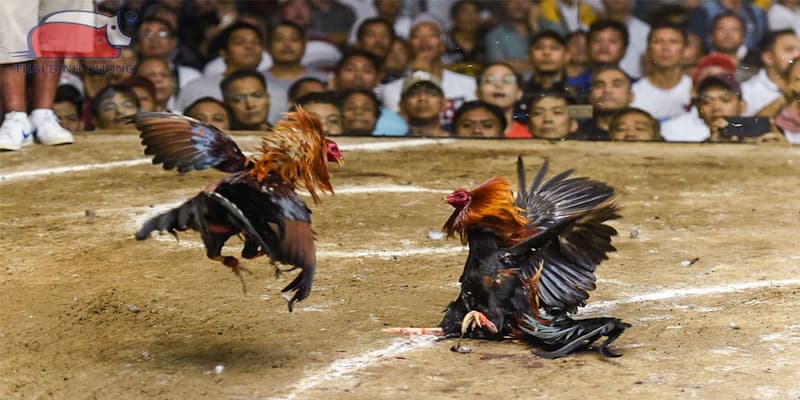 Tầm quan trọng của bí quyết chơi đá gà